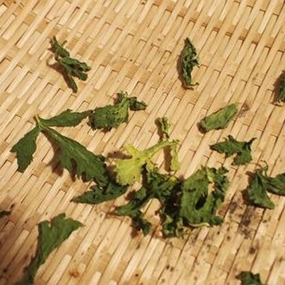 セロリの葉♪　まにあったぁ～天気がいいから今月中に間に合ったよ（笑）すごい勢いで縮んでいくよ。日中はまだ暑いね。朝・夕は涼しいのに！